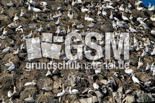 Basstölpel (7 von 24).jpg